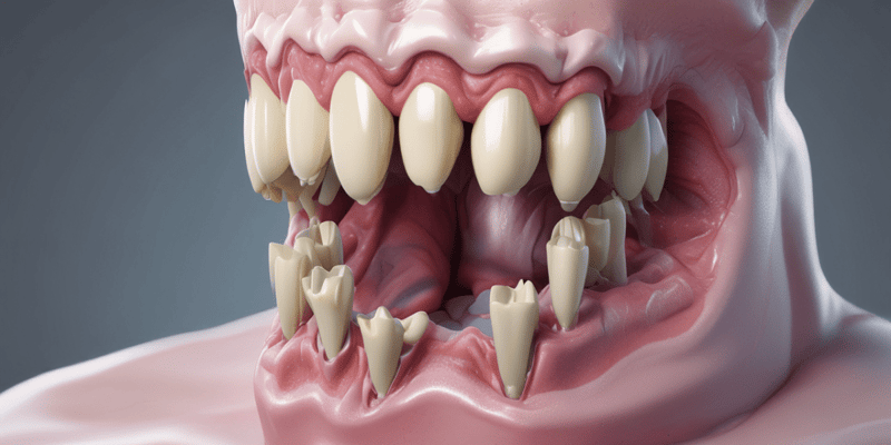 Tooth Development: Bell Stage