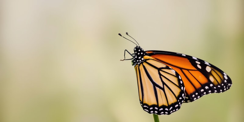 Monarch Butterfly Biology Flashcards