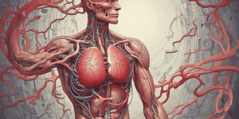 Heart Anatomy and Blood Flow