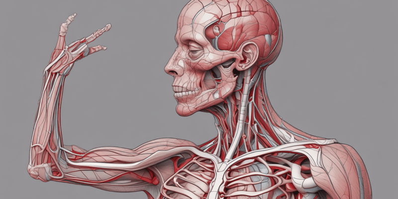 Human Anatomy Muscles and Circulatory System Quiz