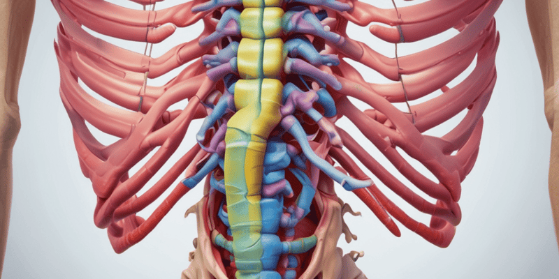 İnsan Anatomi - Columna Vertebralis Quiz