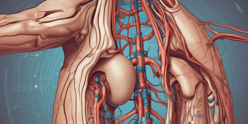 The Urinary System: Functions and Processes