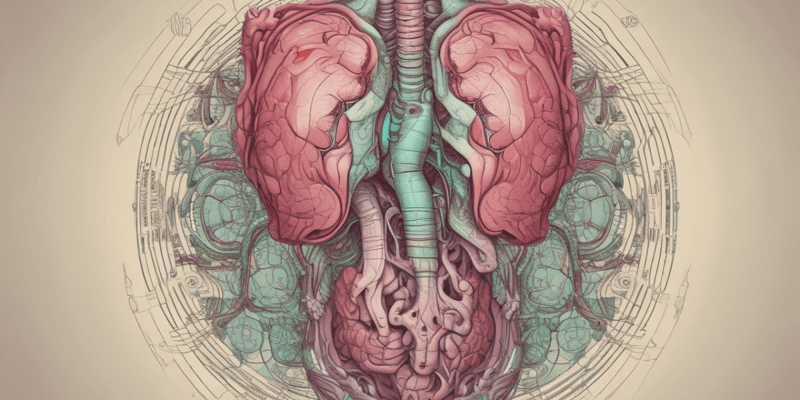 Anatomy of Abdominal Organs