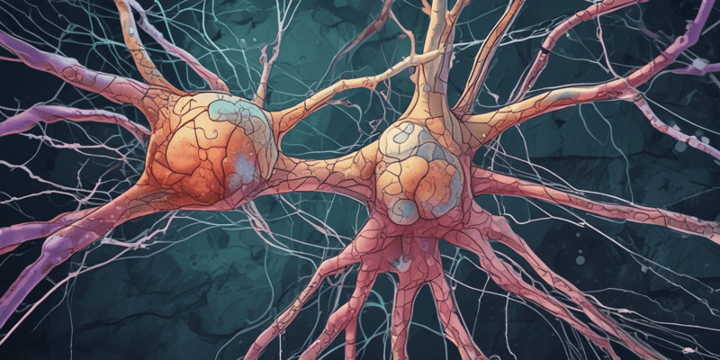 Sinir Sistemi ve Nöronlar