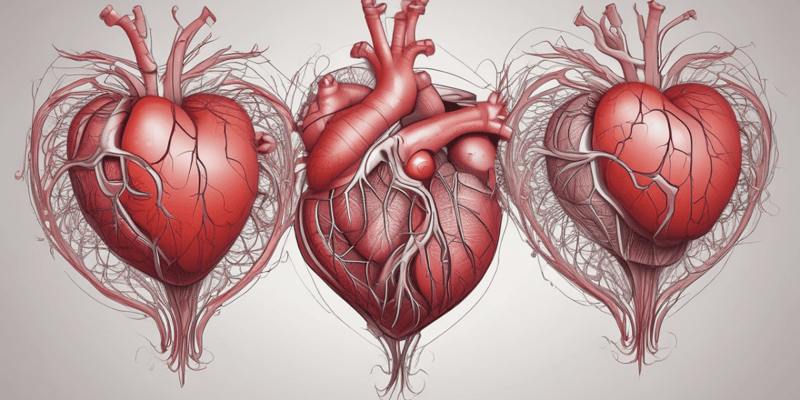 Cardiovascular System: Dynamics of the Heartbeat