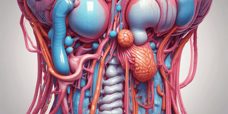 Anatomy of the Spermatic Cord