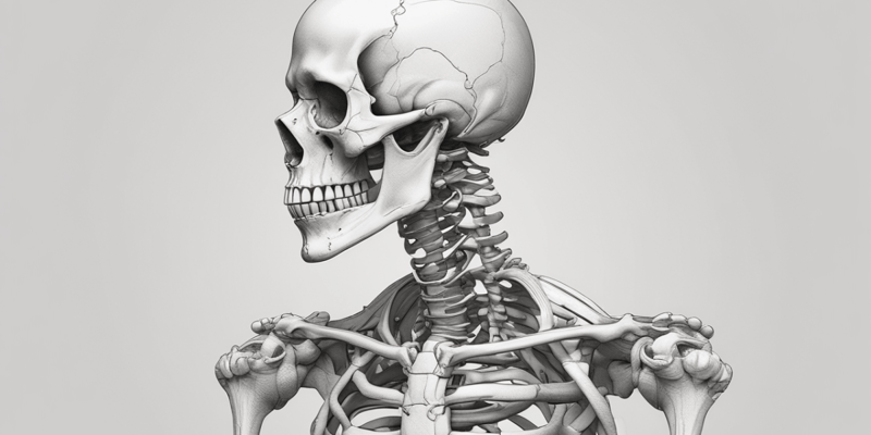 Anatomia: Lo Scheletro Umano