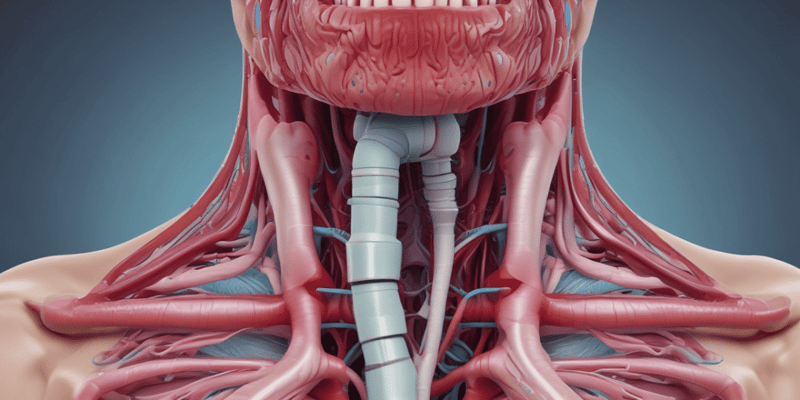 Respiratory System Anatomy: Nasopharynx, Oropharynx, Laryngopharynx, Larynx