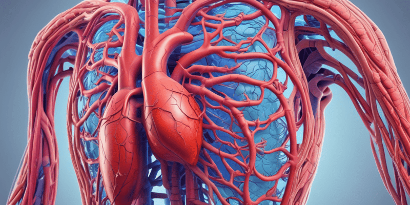Circulatory and Respiratory Systems Interaction
