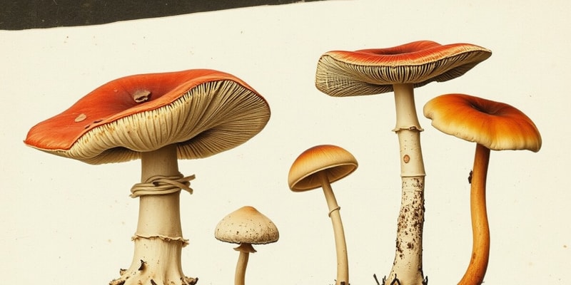 Mushroom Identification Quiz