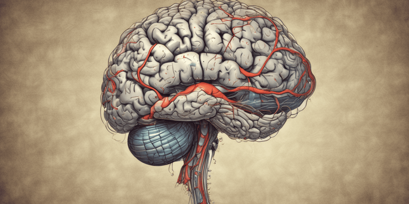 Anatomy of the Brain - Motor Cortex