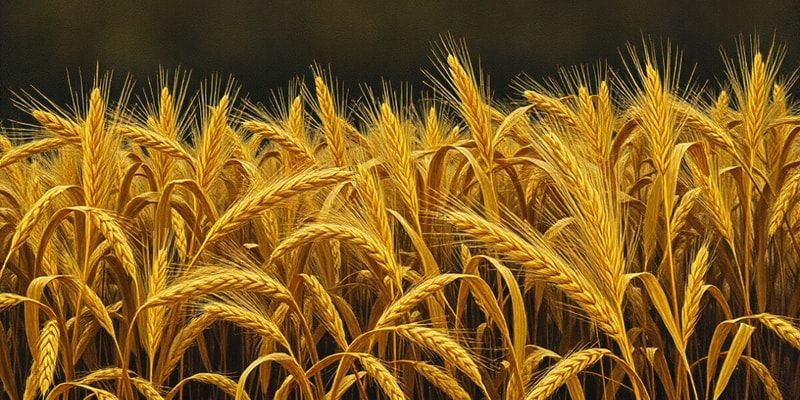 Agricultural Science and HD 3386 Wheat Variety