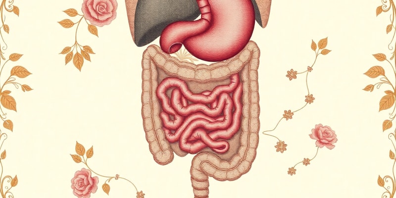 Digestive System Overview and Functions