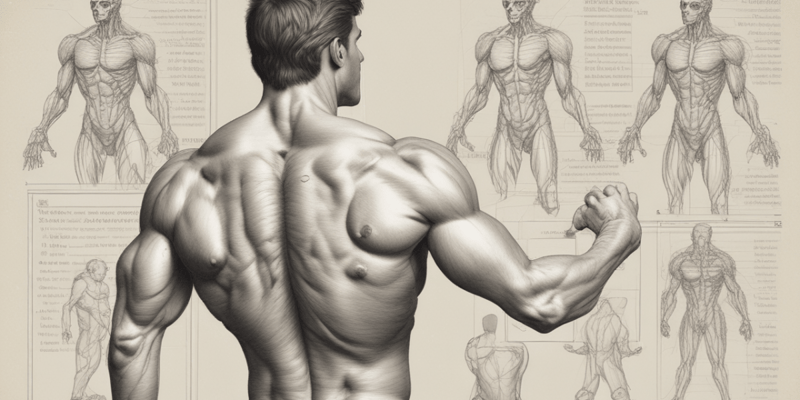 Anatomy of Back Muscles