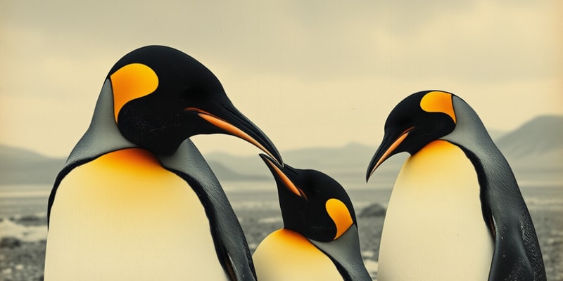 Emperor Penguin Fathers Quiz