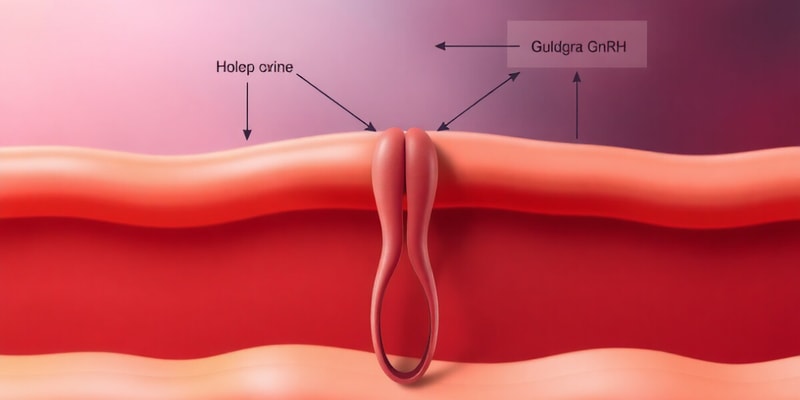 HPG Axis and GnRH Function