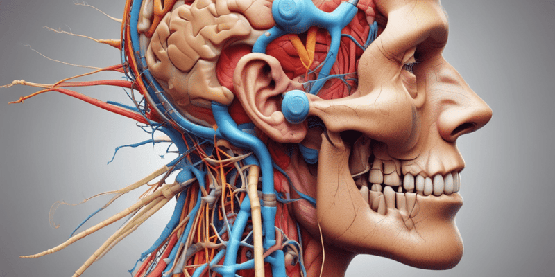 Cranial Nerves and Ear Anatomy Quiz