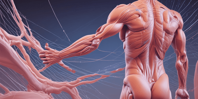 Músculo Liso: Características y Funcionamiento
