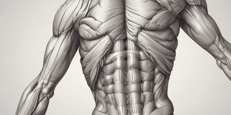 Muskelgewebe und Anatomie