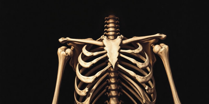 Osteology: Bone Structure Overview