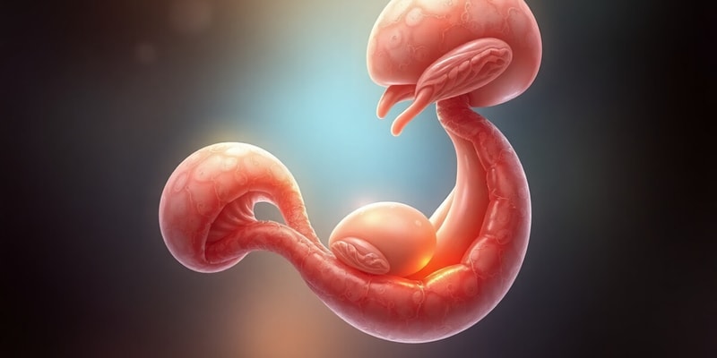 Foregut Development Quiz