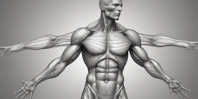 Anatomia Umana: Muscoli e Funzioni