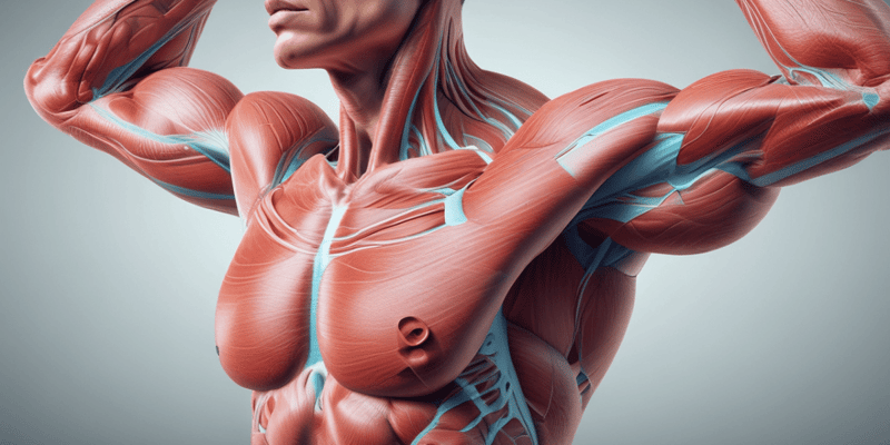 Kinesiology: Forces and Vectors in Muscle Anatomy