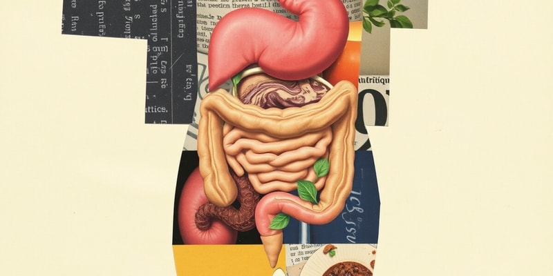 El Cuerpo Humano y Su Digestión