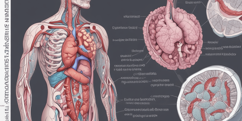 Anatomy of the Pancreas