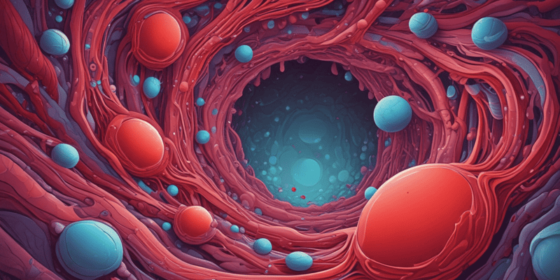 Erythrocytes: Biconcave Structure and Functions