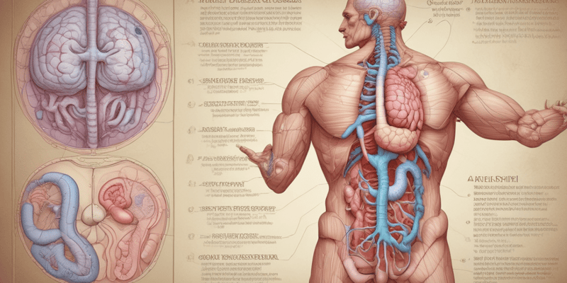 Anatomy of the Pancreas