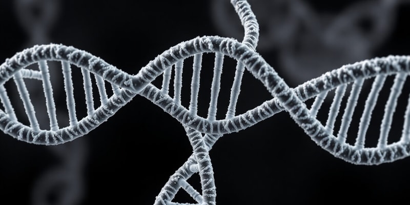 DNA Replication Fork