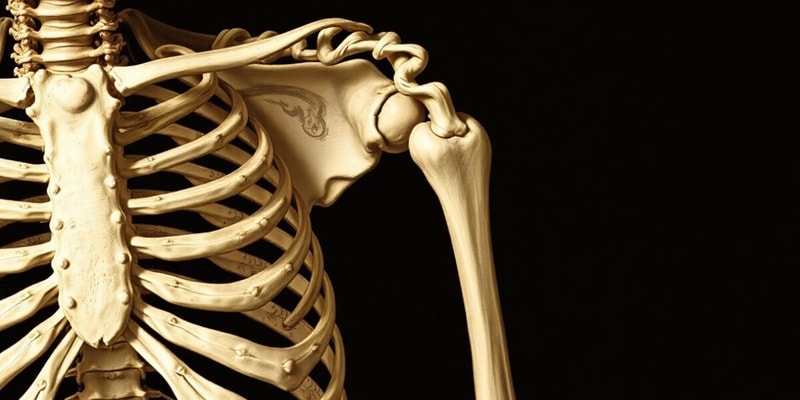 Skeletal System and Bone Structure Quiz