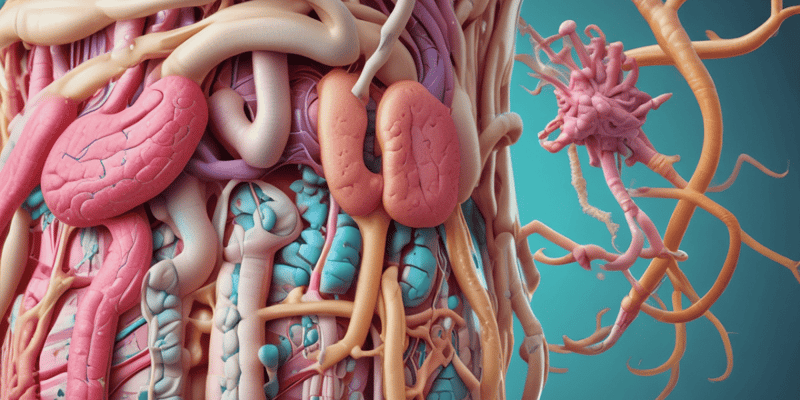 Digestive System Nerve Supply and Layers Quiz