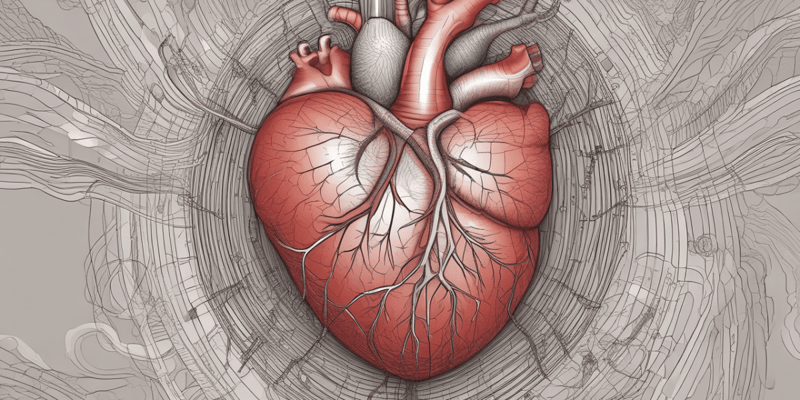 Coronary Circulation and Heart Function