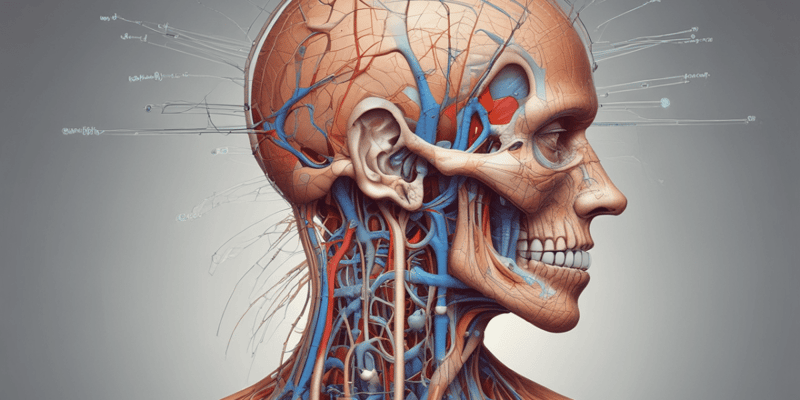 Nervio Maxilar Anatomy