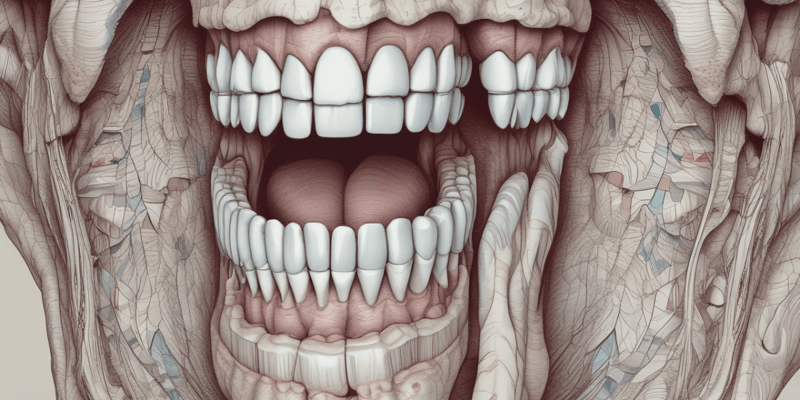 Anatomy of Teeth Surfaces