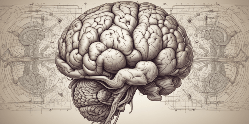 The Cerebellum Introduction