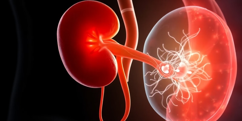 Kidney Development Stages