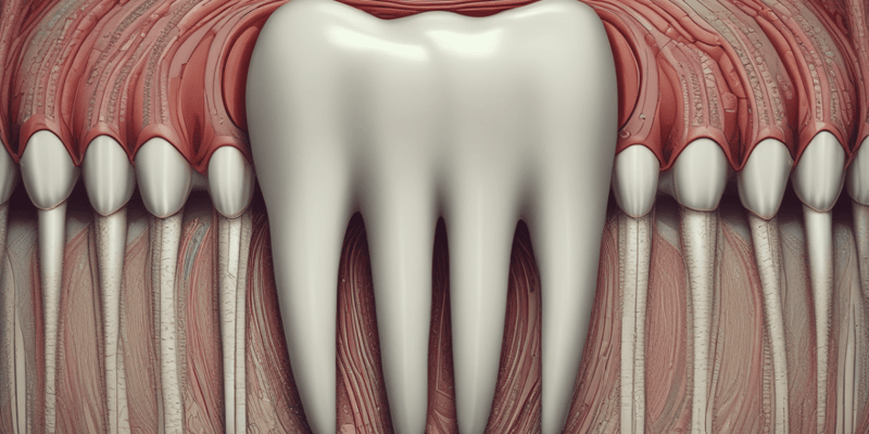 Dentine sheet part 1