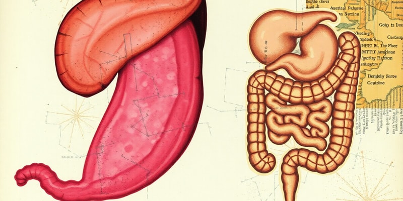 Histologia do Sistema Digestório