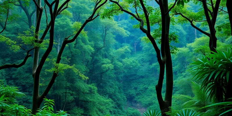 Rainforest Conservation in China