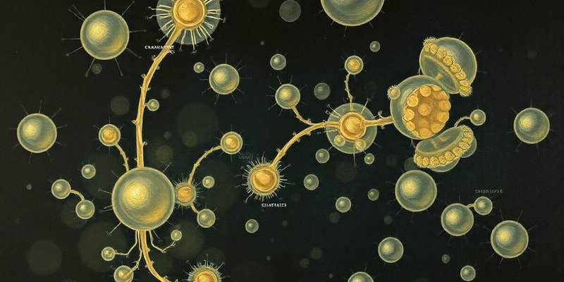 Biochemistry of Saccharomyces cerevisiae