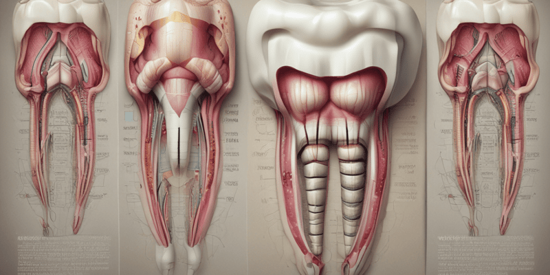 Dental Development Stages Quiz