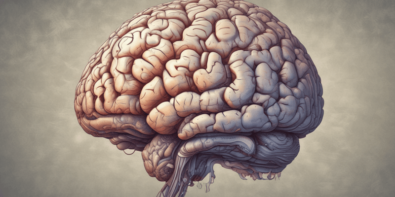 Anatomy of the Cerebrum