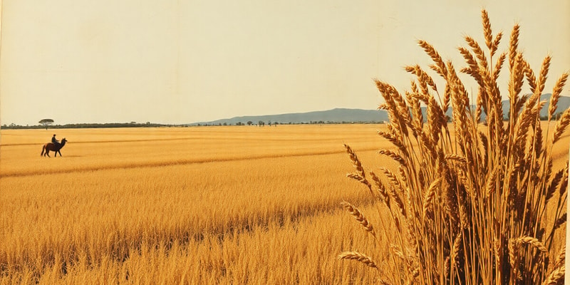 Teff: History and Cultivation Overview