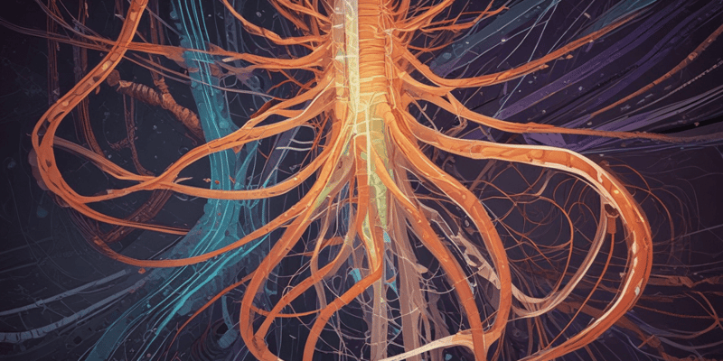 Spinal Cord and Tracts in Brain and Nervous System