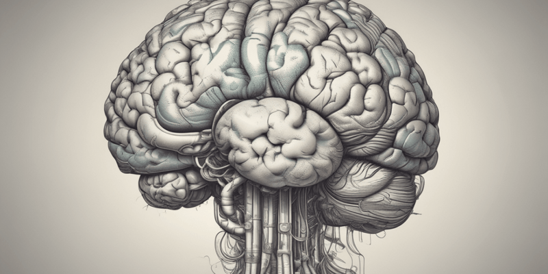 Human Brain Anatomy: Right Hemisphere