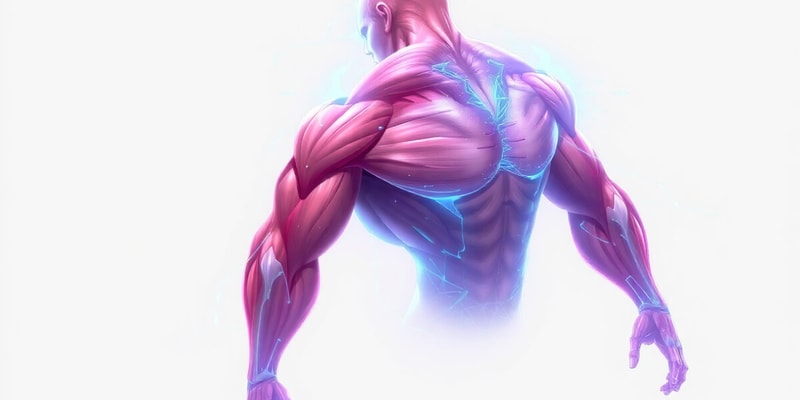 Muscle Function Terminology