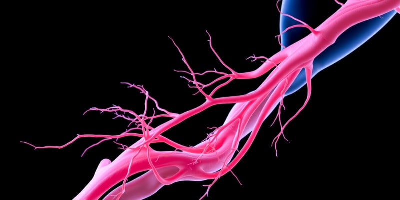 Peripheral Nervous System: Brachial Plexus OT 505